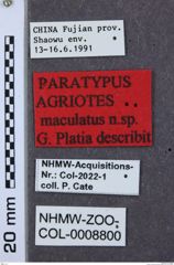 Etikette zu Agriotes maculatus (NHMW-ZOO-COL-0008800)